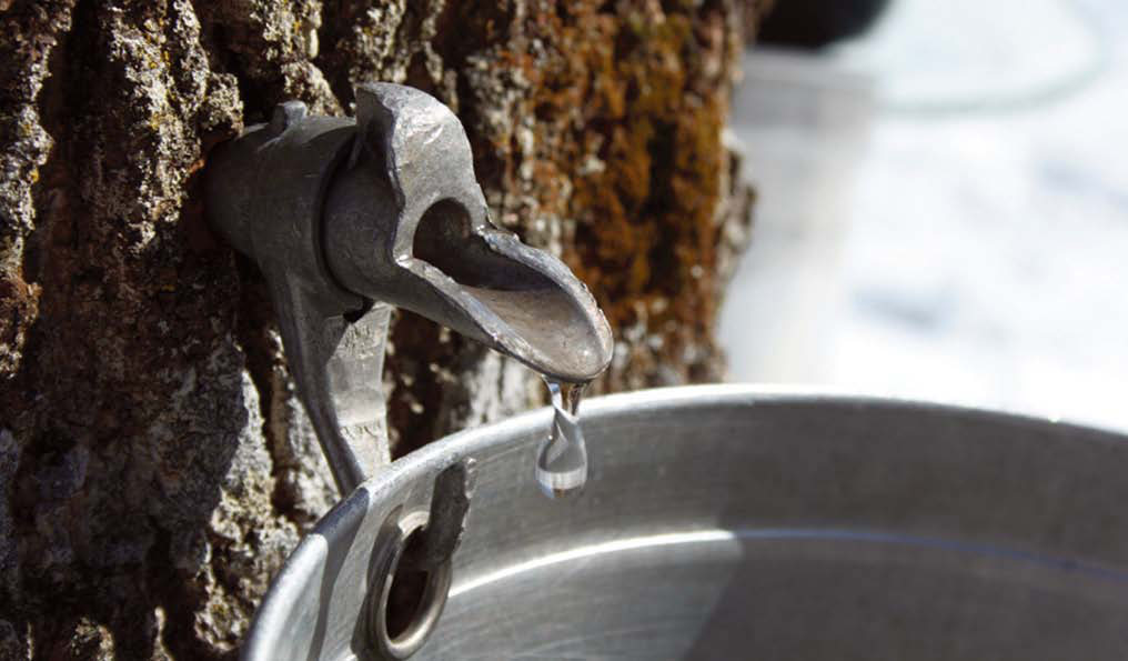 tapping water from trees with a spigot