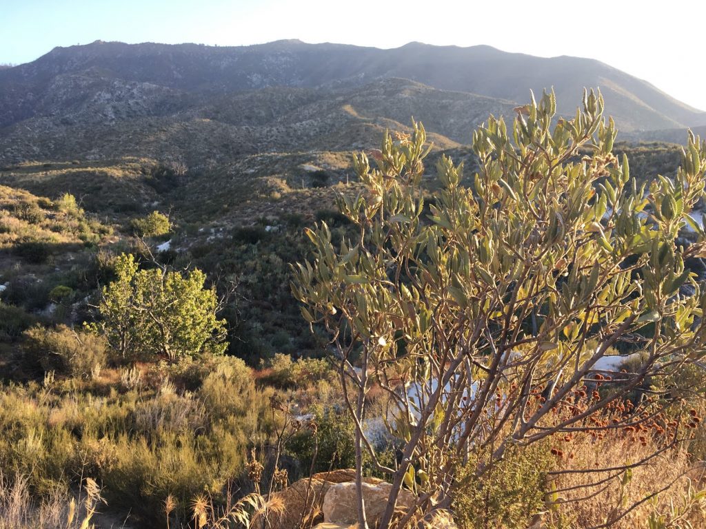 overlooking an opening in the ravine in angeles national forest