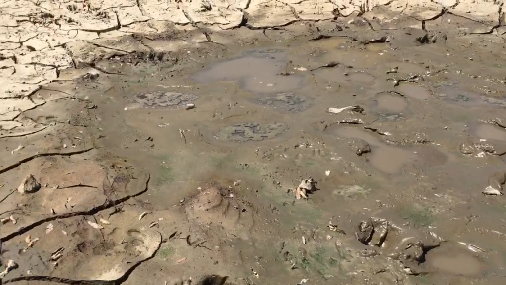 Mud hole in the high desert with animal tracks