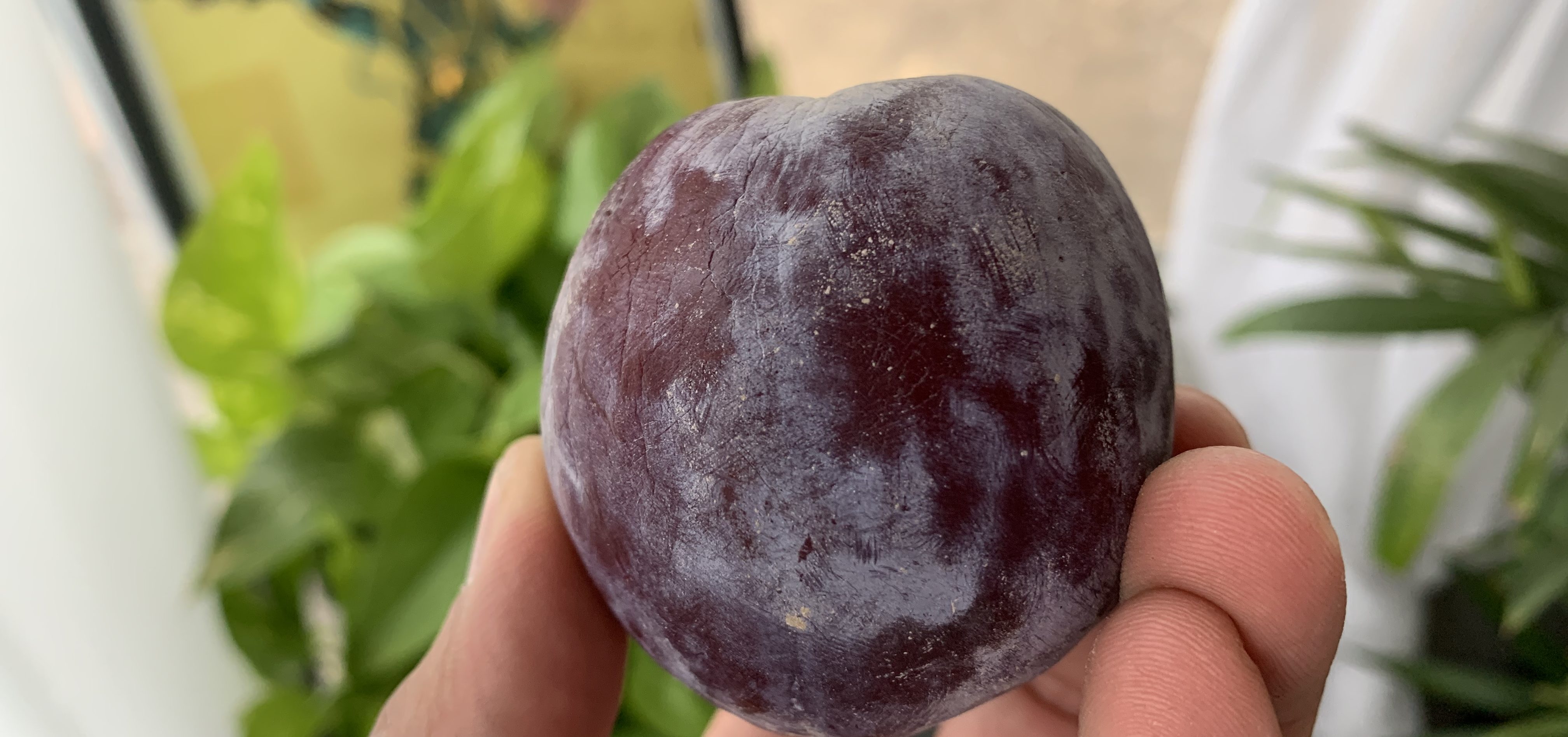 How to Make Jungle Hooch, Prison Wine, or Pruno Hack Outdoors