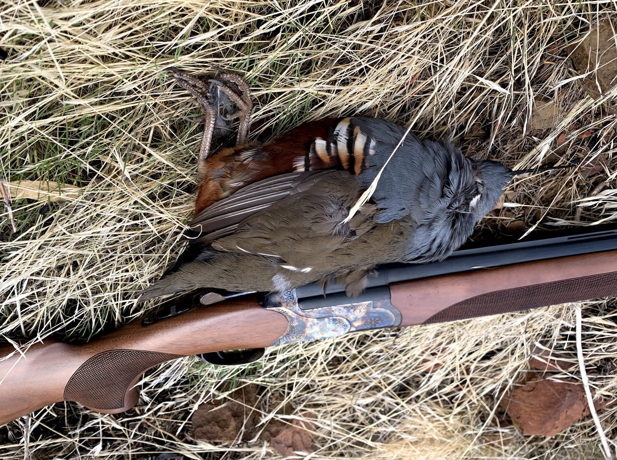 Hunting Mountain Quail in California Hack Outdoors
